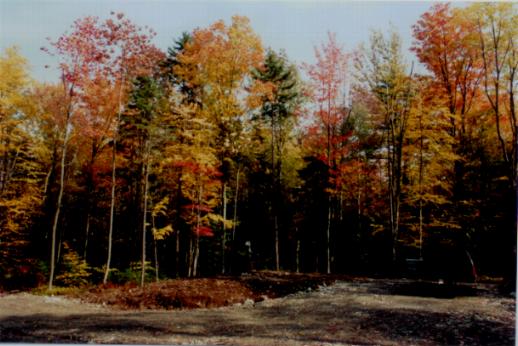 Fall Foliage Image